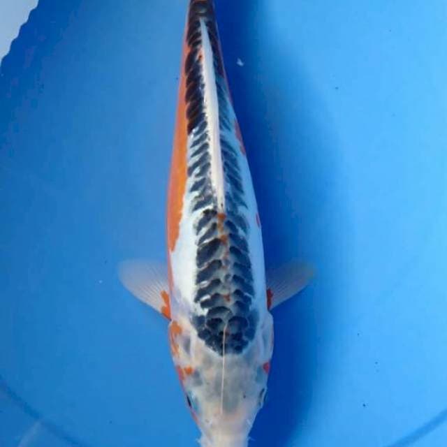 Shusui