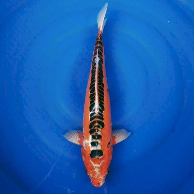 Hana Shusui F1