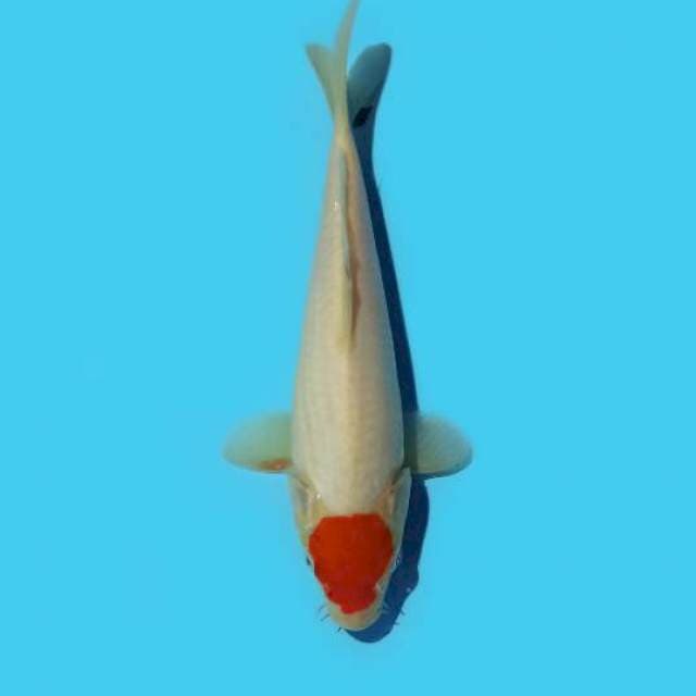 Tancho 21 cm