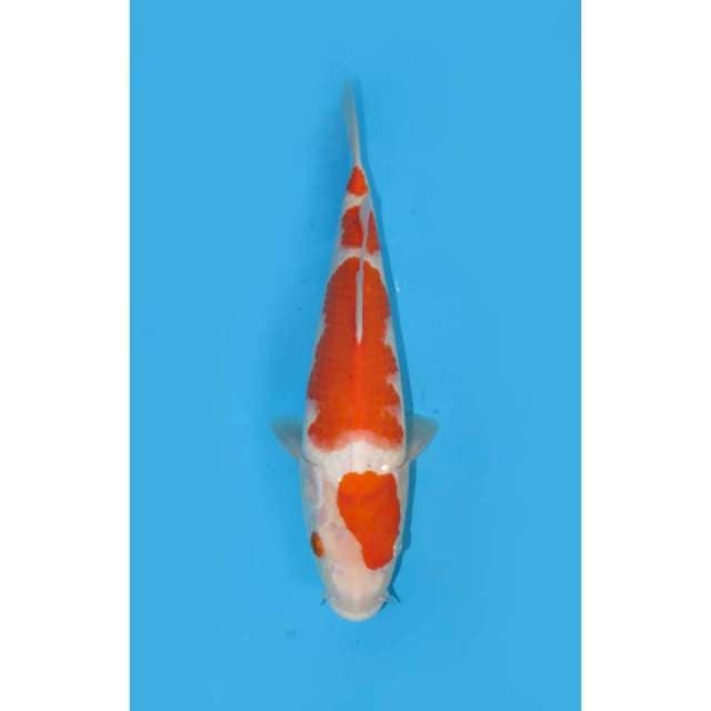 JT Kohaku - 30cm