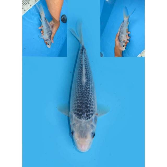 Fuji Asagi - 28cm