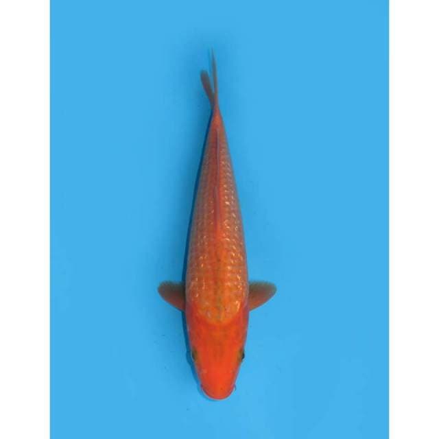 Aka Matsuba Ginrin - 32cm