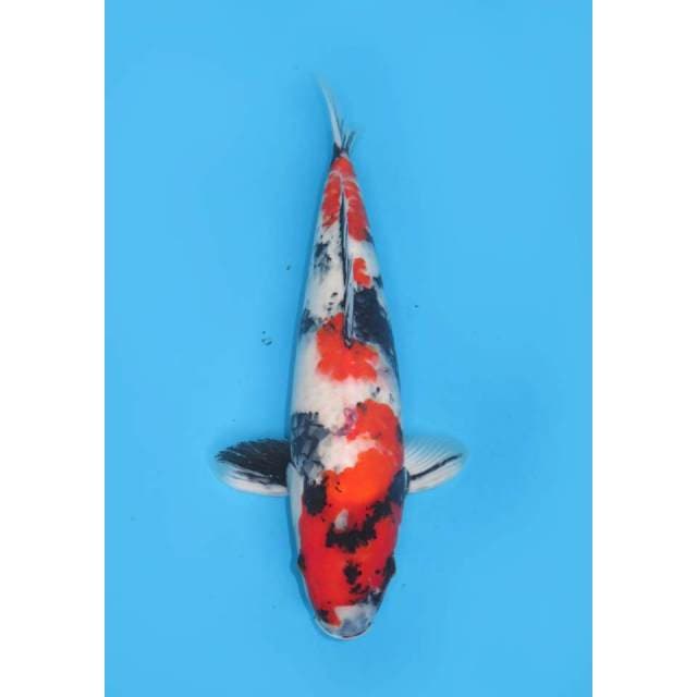 Red Showa Jumbo - 44cm