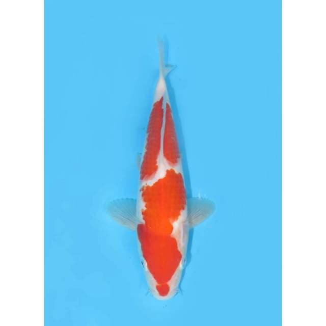 Nindan Kohaku Halus - 25cm