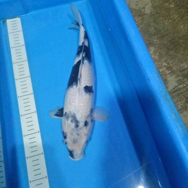 Female Quality 41 cm