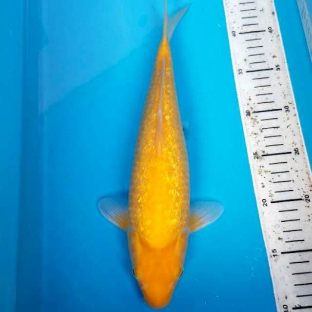 KARASHI PUNUK 35 CM