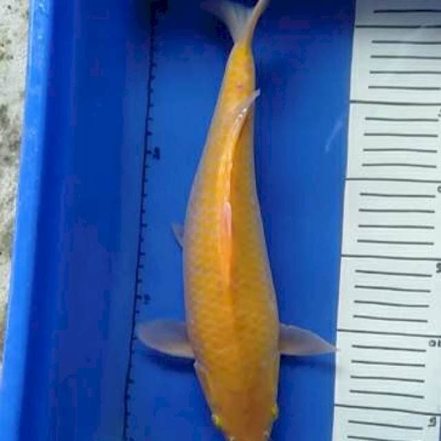 Karasi no bocor 34 cm