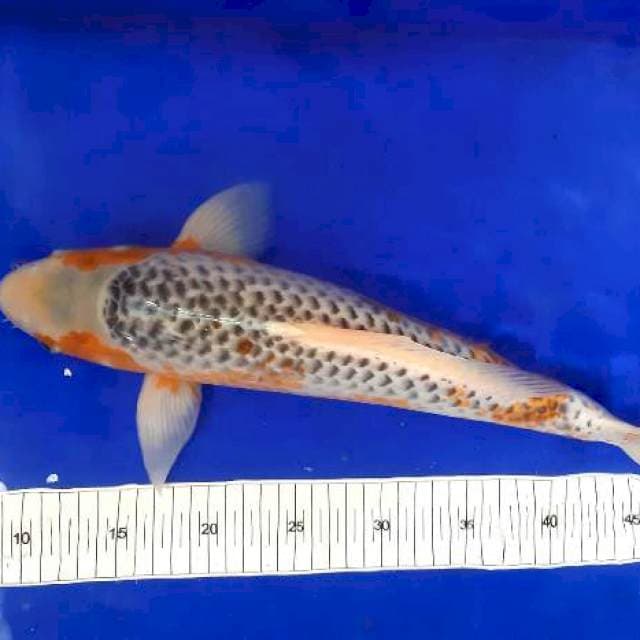asagi jumbo 45cm