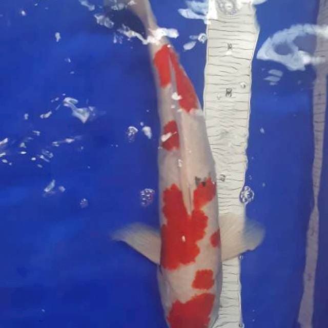 sanke red blood 46cm
