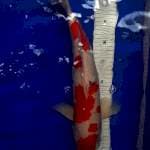 sanke red blood 46cm
