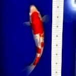 kohaku full ginrin 39cm