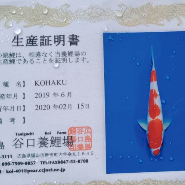 Kohaku strong taniguchi farm