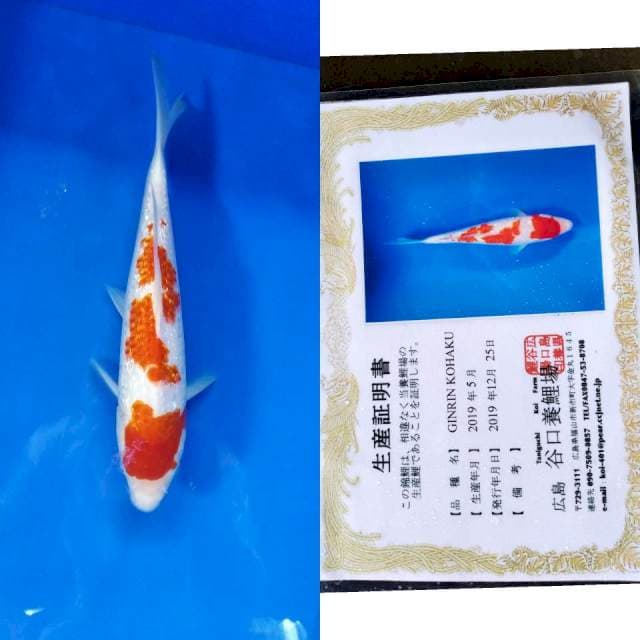 Kohaku Gingrin import taniguchi