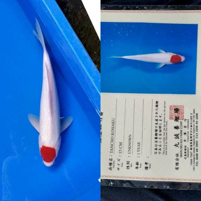 Tancho import marusei