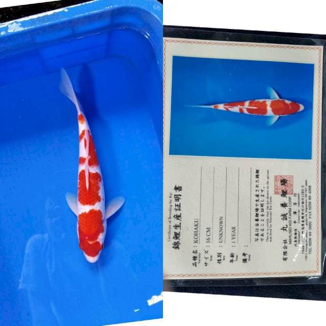 Kohaku import marusei