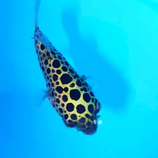 ikan buntal air tawar 10 cm