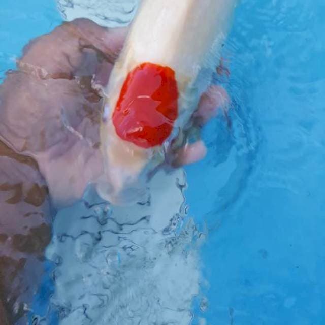 tanco showa tategoi 37 cm