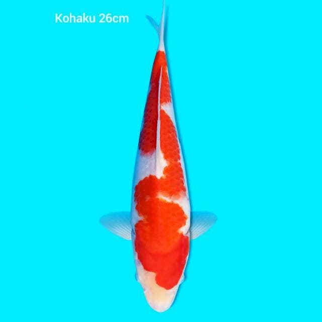 Kohaku inazuma 26 cm