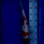 Maruten 29cm