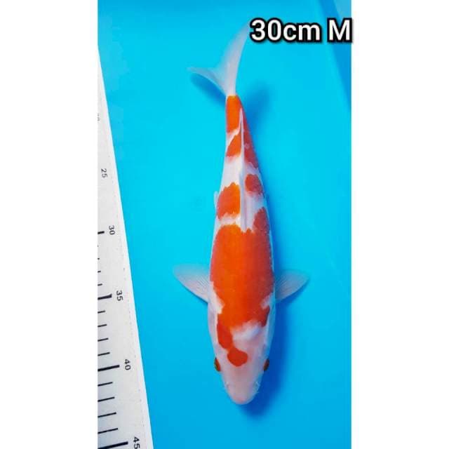 KOHAKU 30cm MALE