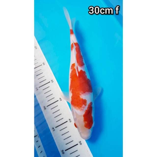 KOHAKU 30cm FEMALE