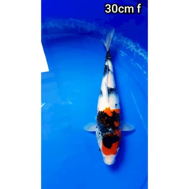 SHOWA 30cm FEMALE