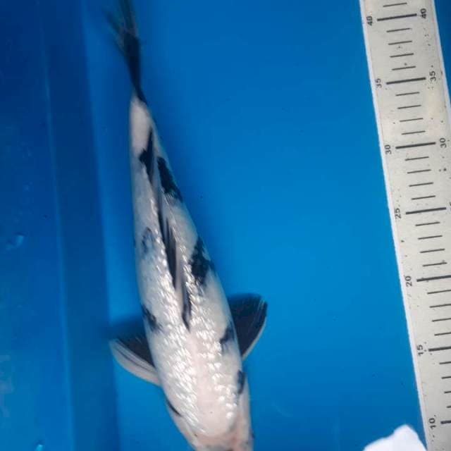 Siro ginrin hq 34cm jantan