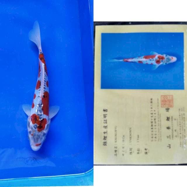 Kiko import yamasan