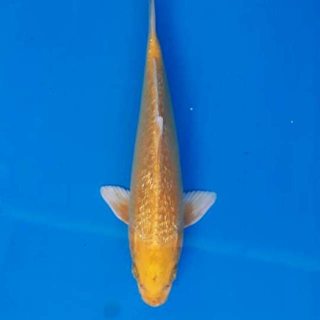 Ogon 27cm