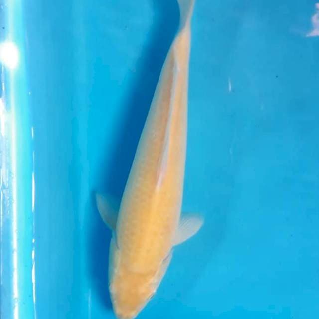 Karasi 28cm