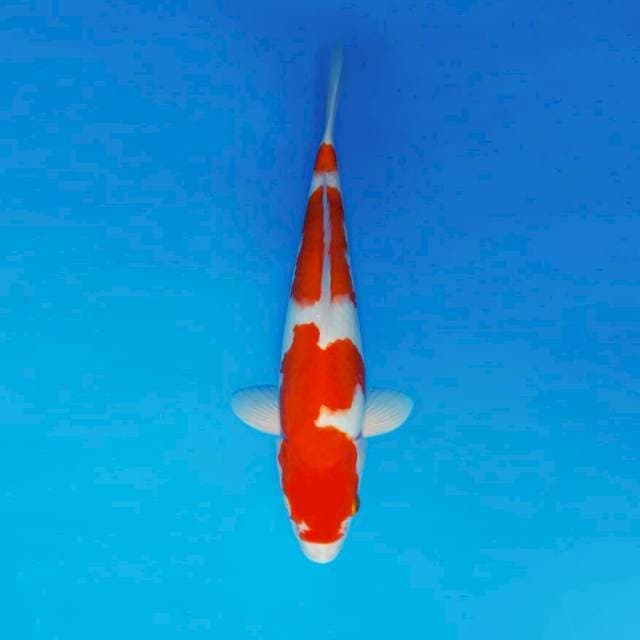 KENZEI 5 ~ KOHAKU ™