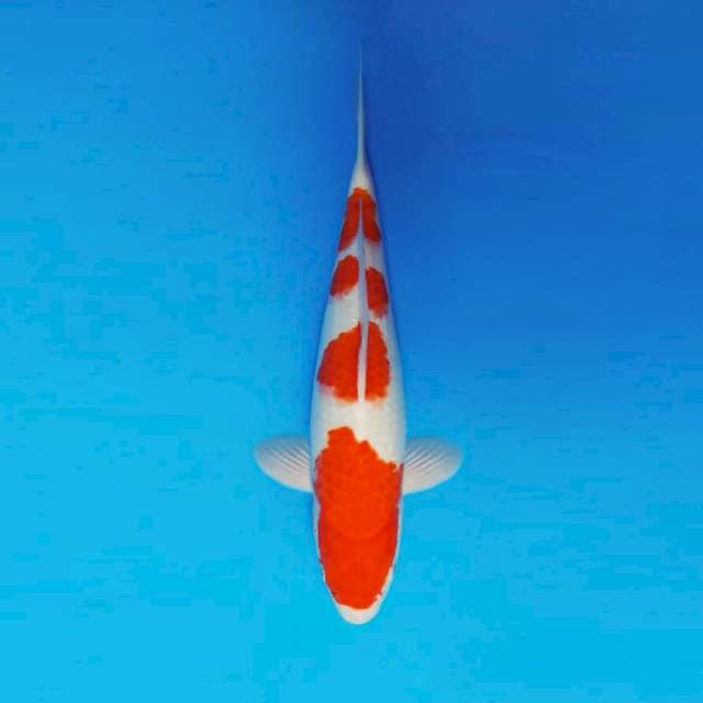 KENZEI 8 ~ KOHAKU 4 STEPS ™