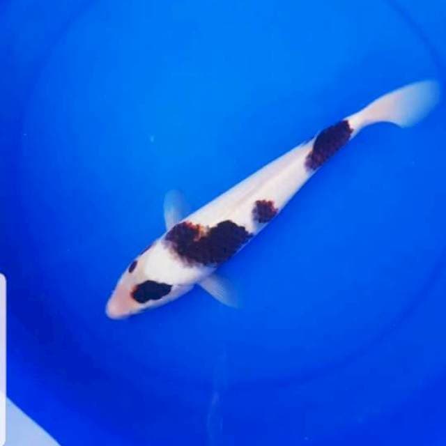 Goromo 28 cm