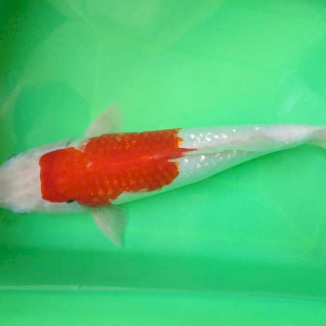 Kohaku gindrin strong