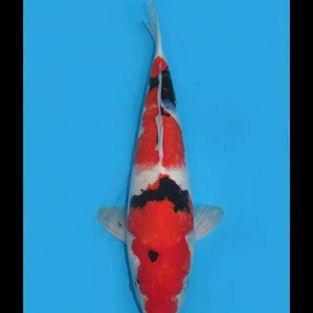 Red Taisho Sanke - 40cm Male 