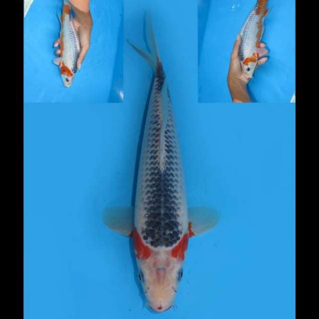 Asagi Tosai - 27cm Male