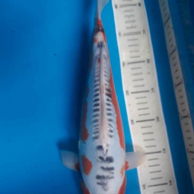 Susui yamaju 37cm