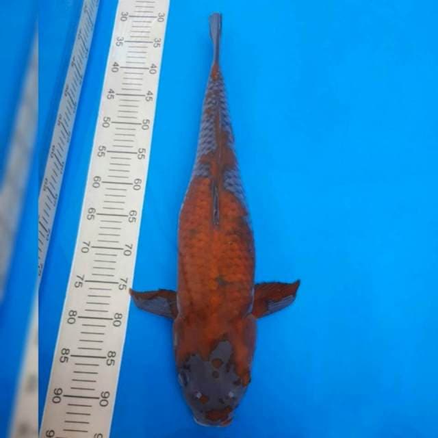 Ochiba import non serti 60cm