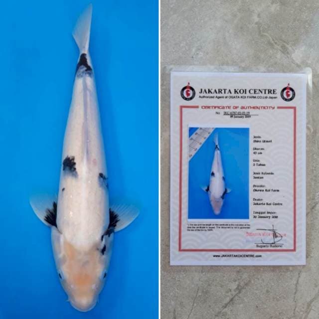 Okawa shiro 50cm sertifikat