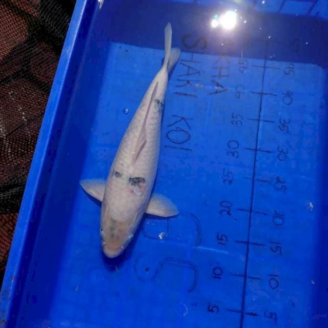 INDUK TATEGOI SHIRO 45 CM