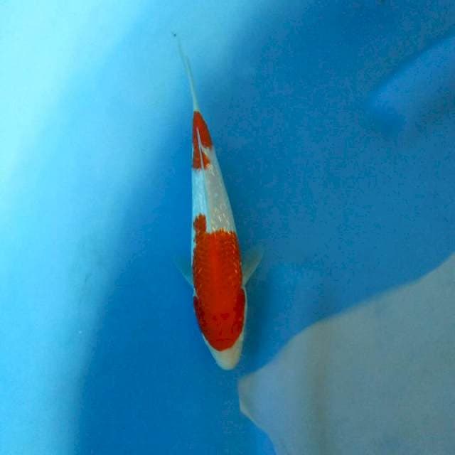 F1 Kohaku ginrin