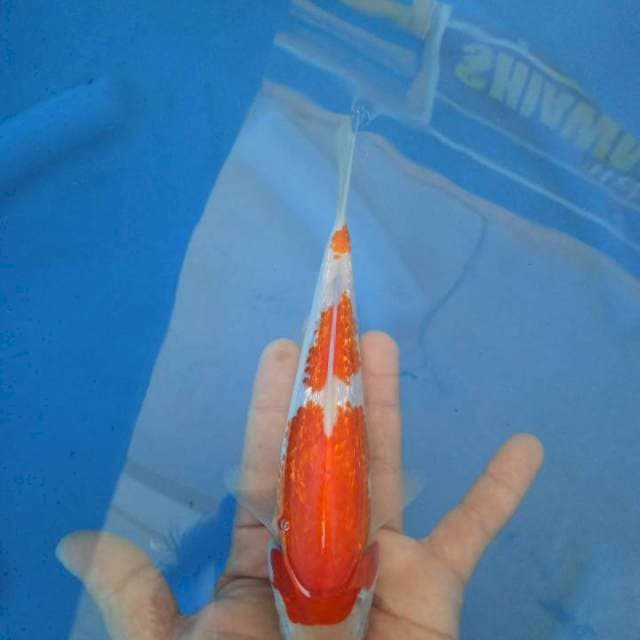 F1 Kohaku ginrin
