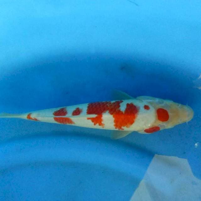 F1 Jumbo Tosai Maruten kohaku