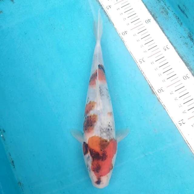 Koromo showa 23cm