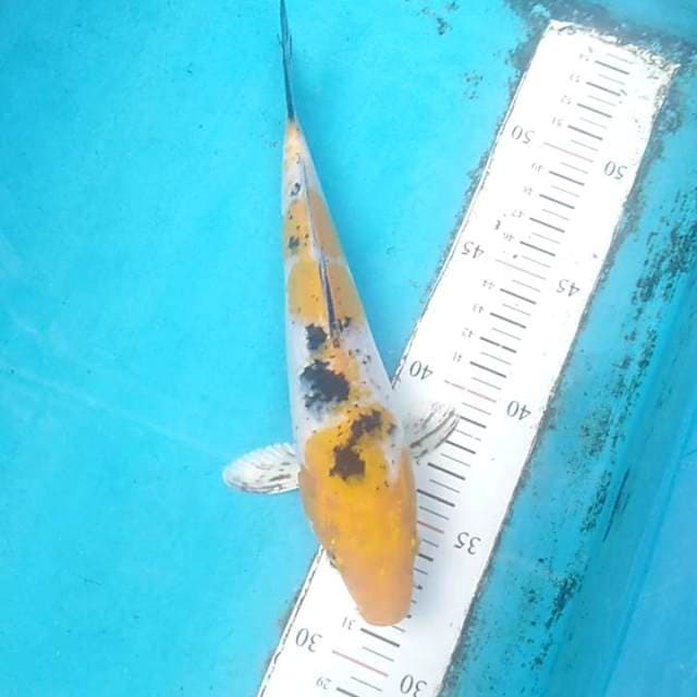 Sanke kuning 23cm
