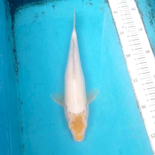 Tancho hariwake ori 27cm
