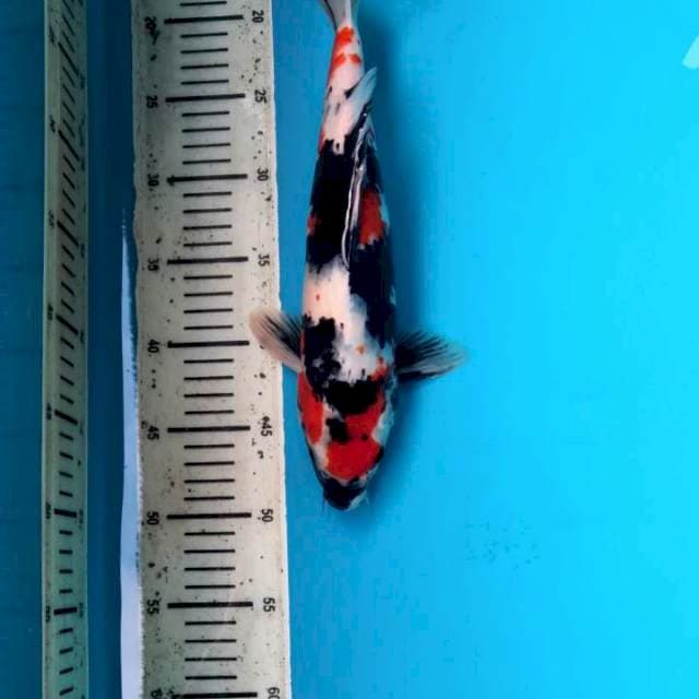 Showa 34cm jantan