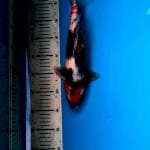 Showa 34cm jantan
