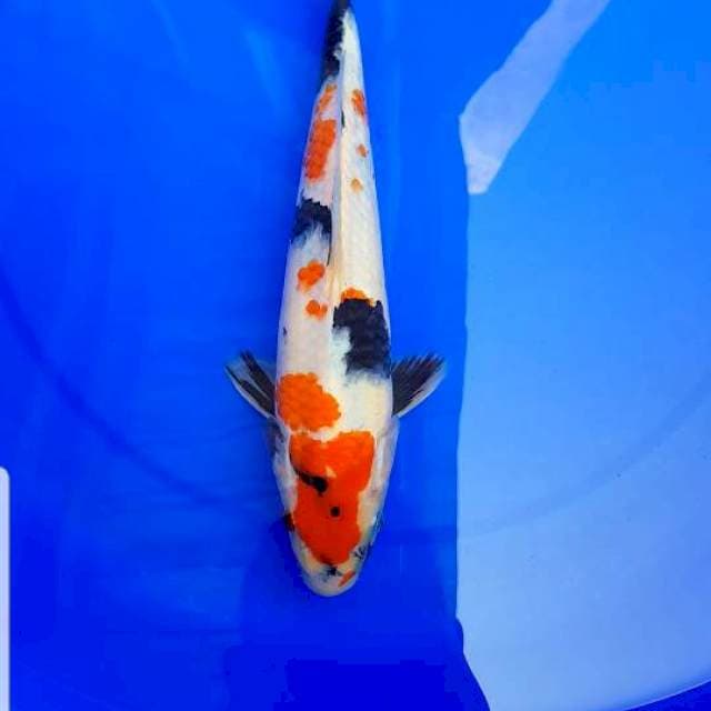 Showa bulky 27cm