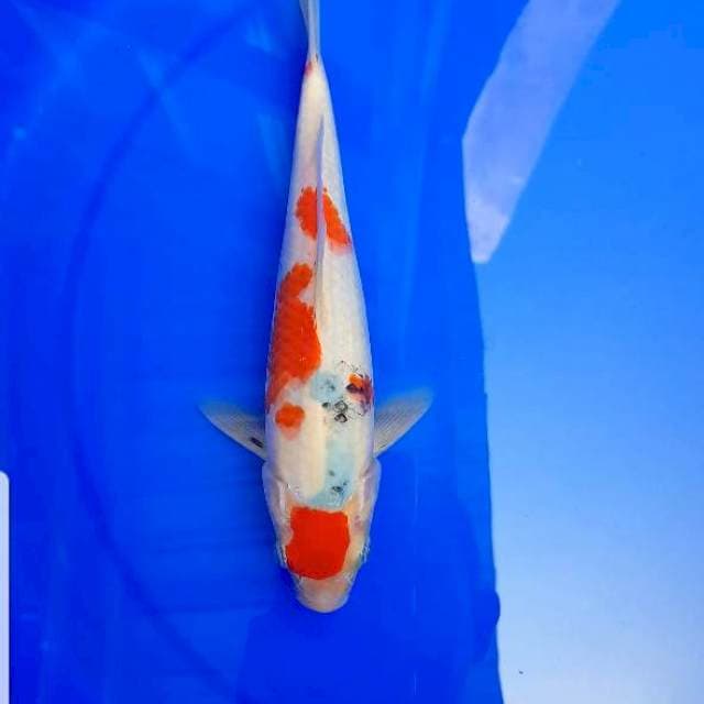 Showa tategoi bulky 25cm